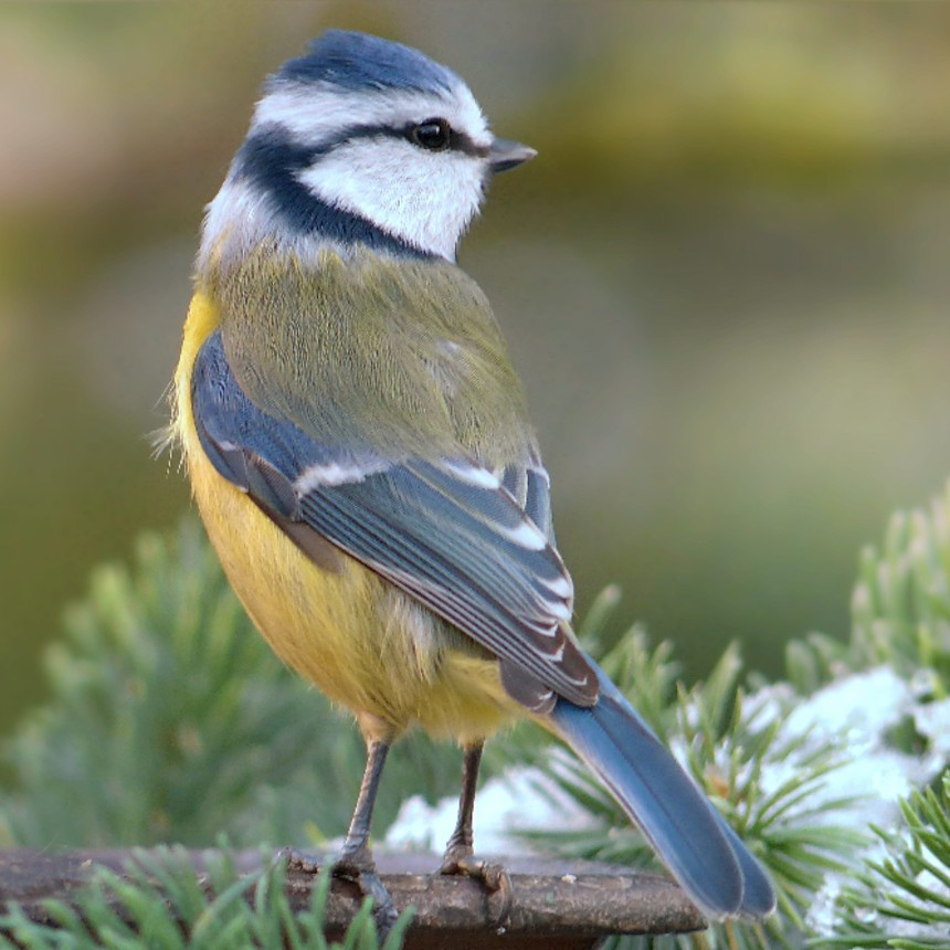 Birds | Koussikou.ch