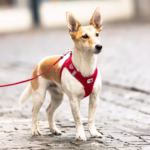 Curli - Vest Harness Air-Mesh - immagine 3